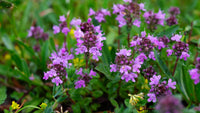 Creeping Thyme Samen zur Aussaat ideal Bodendecker Blumen