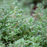 Pink Lavender Blumen of Thyme Kraut in Bloom