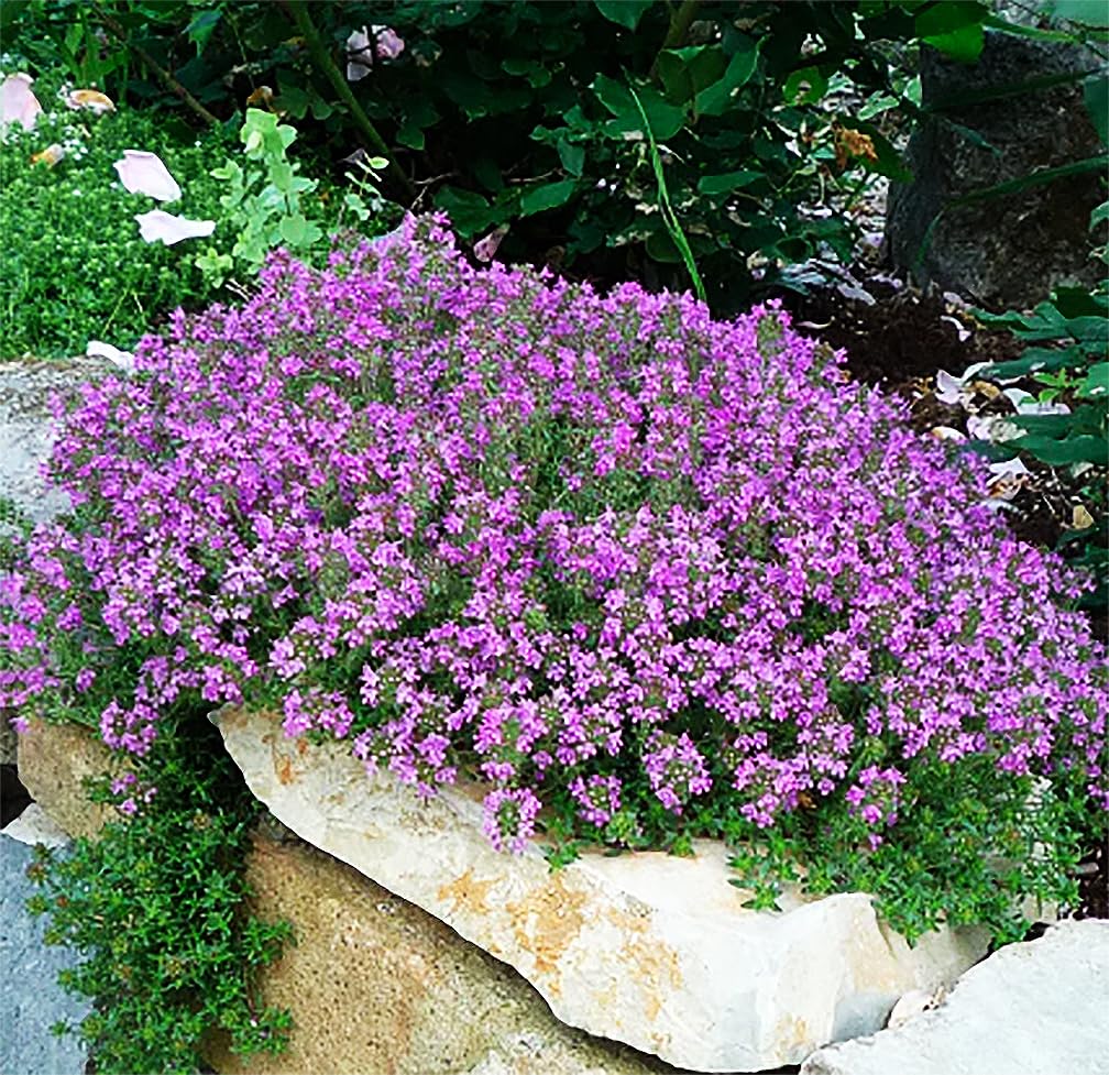 Creeping Thyme Samen Germinating in Well-Drained Soil