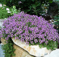 Creeping Thyme Samen Germinating in Well-Drained Soil