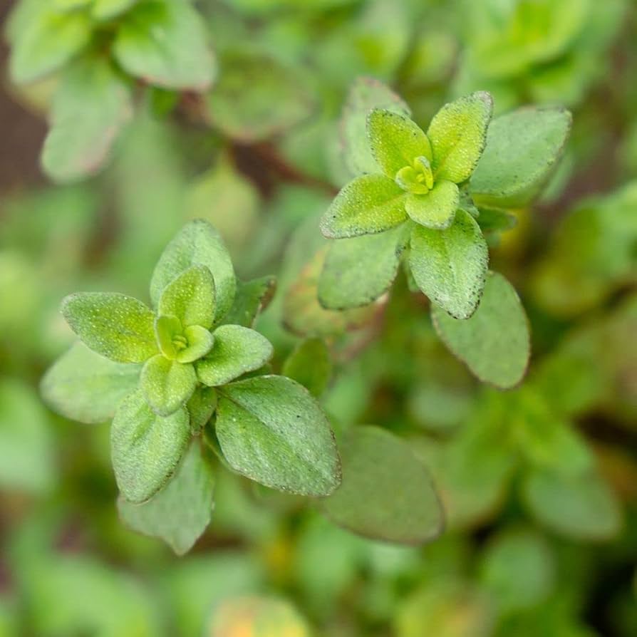 Thyme foliage blend grown as border groundcover from Samen