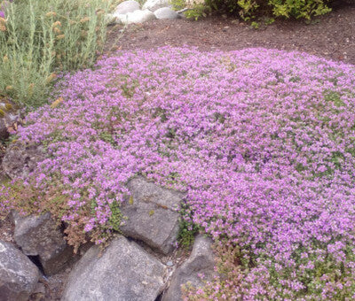 Conehead Thyme Anbau in a sunny rock Garten setting