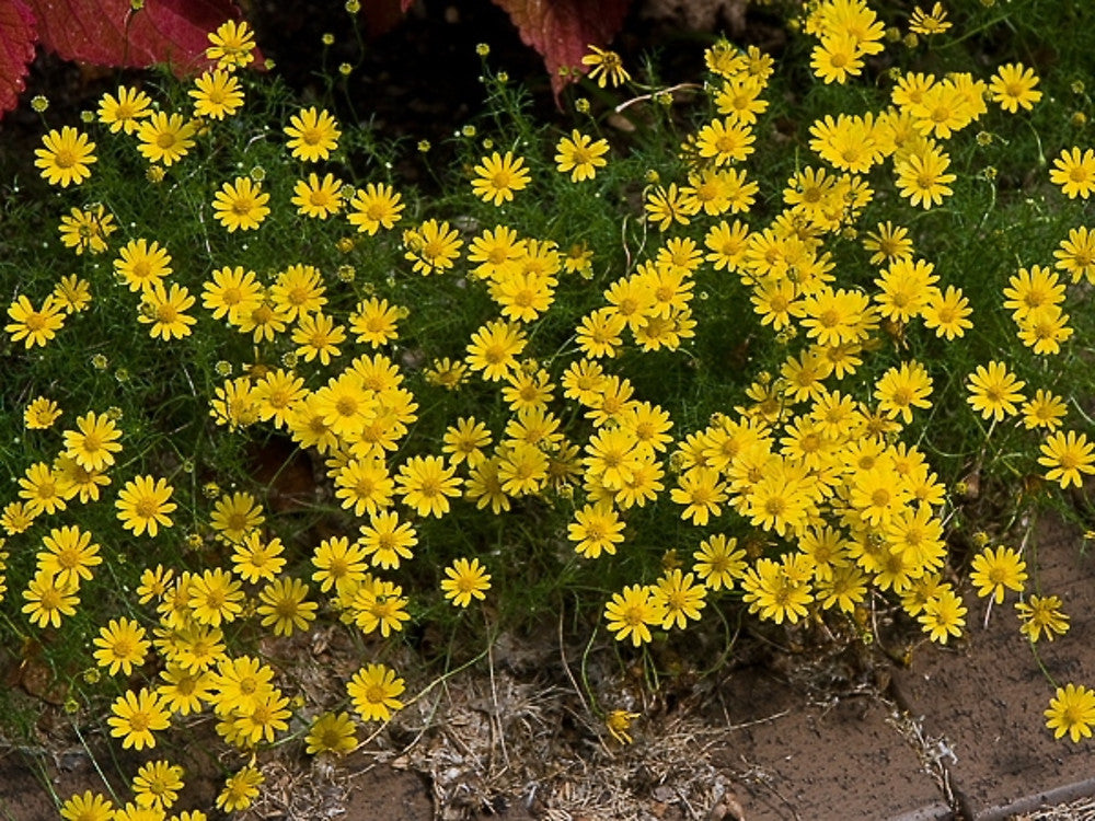 Gelb Thymophylla Blumensamen zur Aussaat – sonnenliebend – Traditionssorte & ohne Gentechnik Samen Hausgarten