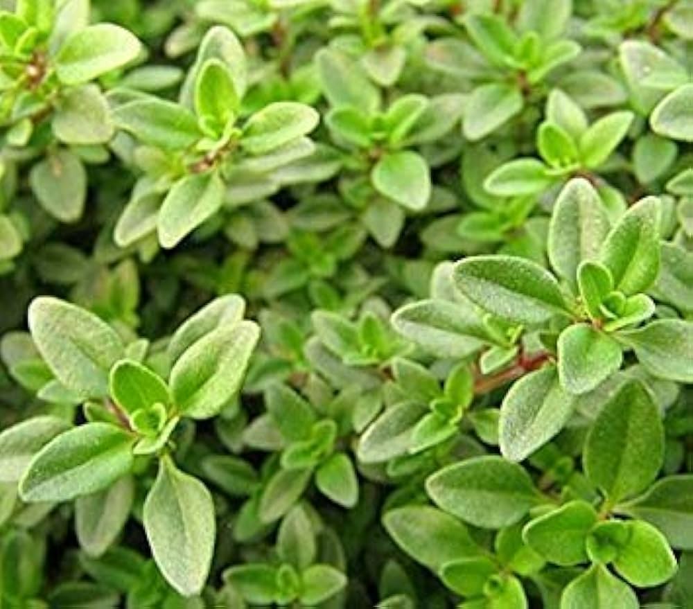 Thymus citriodorus groundcover Pflanze grown from Samen