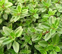 Thymus citriodorus groundcover Pflanze grown from Samen