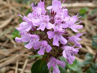 Thymus pulegioides Zitrone Broadleaved Thyme Anbau in full sun
