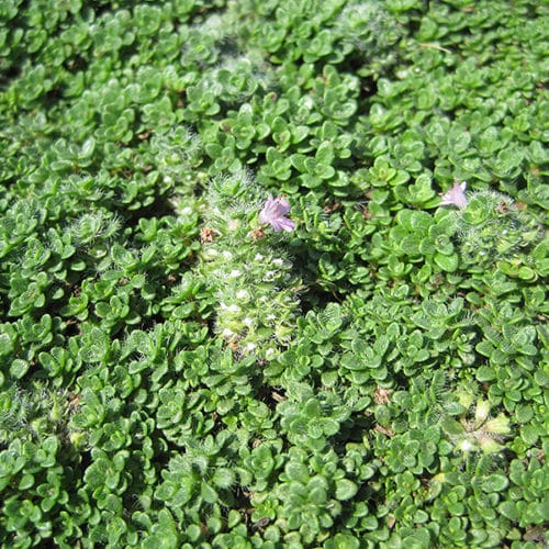 Thymus serpyllum Creeping Thyme in rock Garten sunlight
