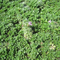 Thymus serpyllum Creeping Thyme in rock Garten sunlight