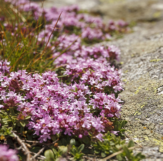 Thymus Serpyllum Blumensamen zur Aussaat leuchtend Blüten Traditionssorte & ohne Gentechnik Samen Hausgarten