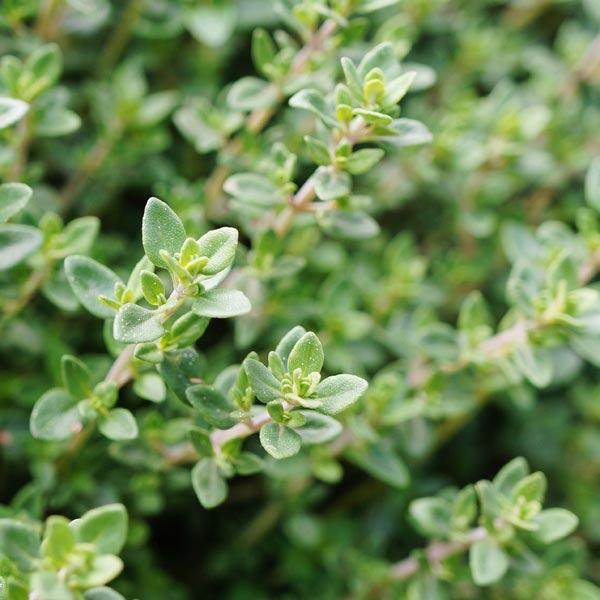 Thymus vulgaris Winter Thyme Anbau in containers