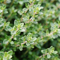 Thymus vulgaris Winter Thyme Anbau in containers