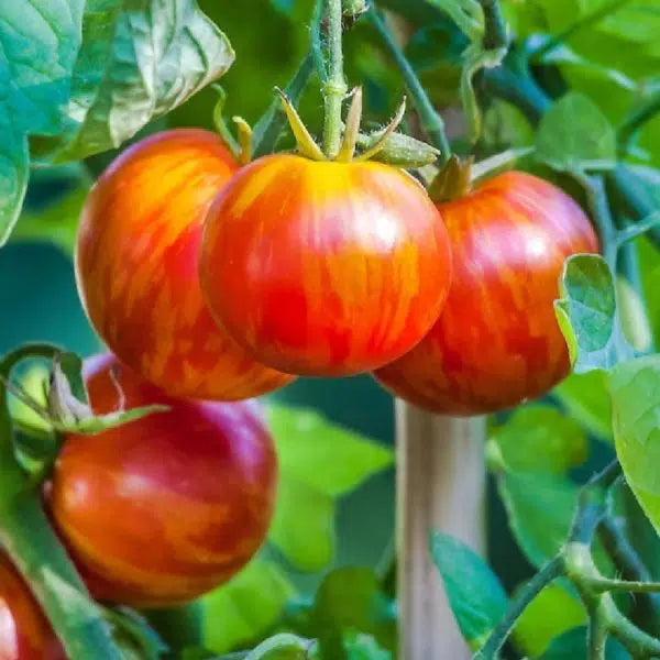 Orange Turkish Gemüse Samen zum Pflanzen