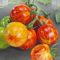 Tigerella tomato pflanze wachsend in home garten gemüse patch