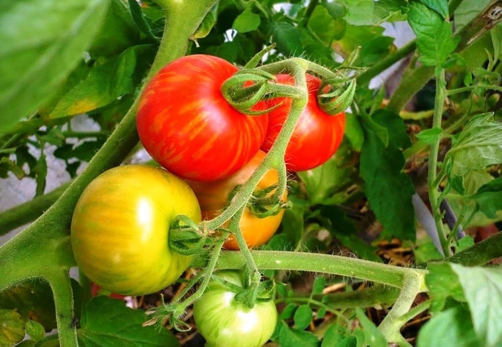 Tigerella tomato seedlings sprouting aus non gmo solanum lycopersicum samen