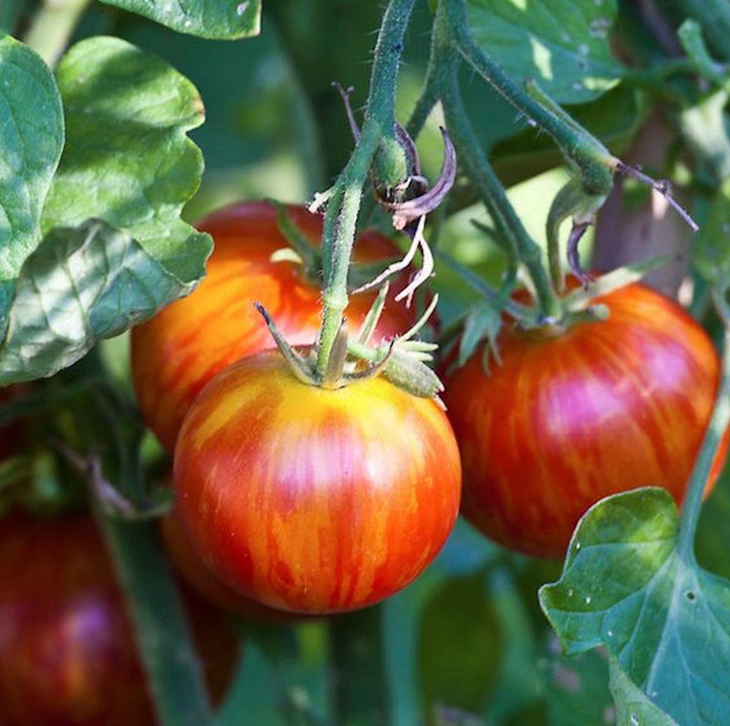 Solanum lycopersicum tigerella tomato samen für aussaat in gemüse patch and home garten