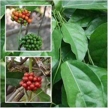 Tiliacora Triandra Vines Thriving in Outdoor Garten