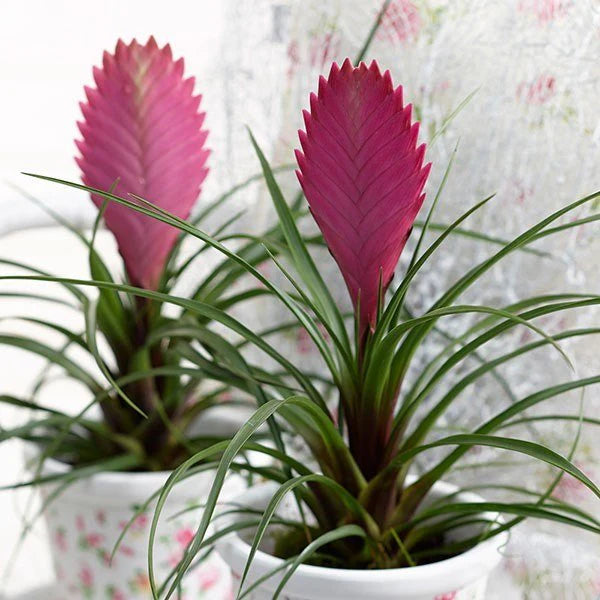 Rosa Tillandsia Cyanea Blumensamen zur Aussaat – leuchtend – Traditionssorte & ohne Gentechnik Samen Hausgarten