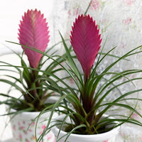 Rosa Tillandsia Cyanea Blumensamen zur Aussaat – leuchtend – Traditionssorte & ohne Gentechnik Samen Hausgarten