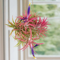 Tillandsia Blumensamen zur Aussaat – Halbschatten verträglich – Traditionssorte & ohne Gentechnik Samen Hausgarten