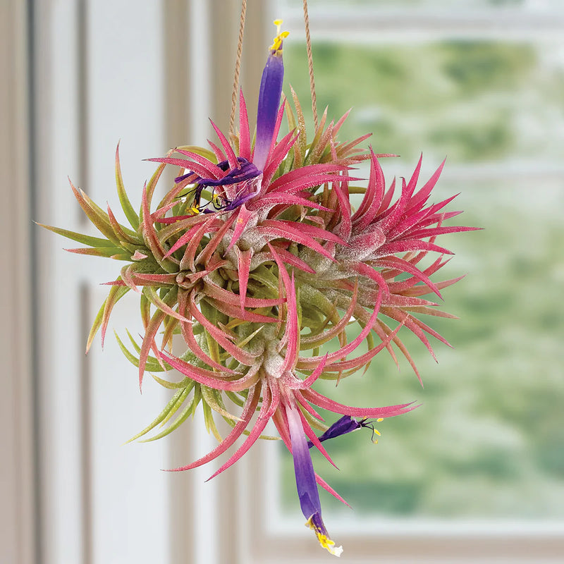 Tillandsia Blumensamen zur Aussaat – Halbschatten verträglich – Traditionssorte & ohne Gentechnik Samen Hausgarten