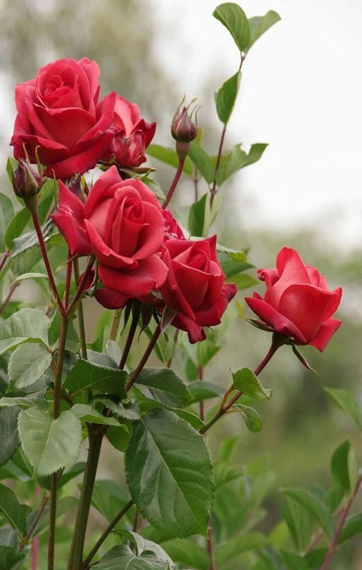 Timeless beauty rose blooms in full garten display