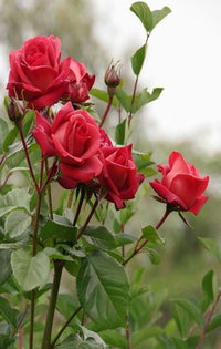 Timeless beauty rose blooms in full garten display