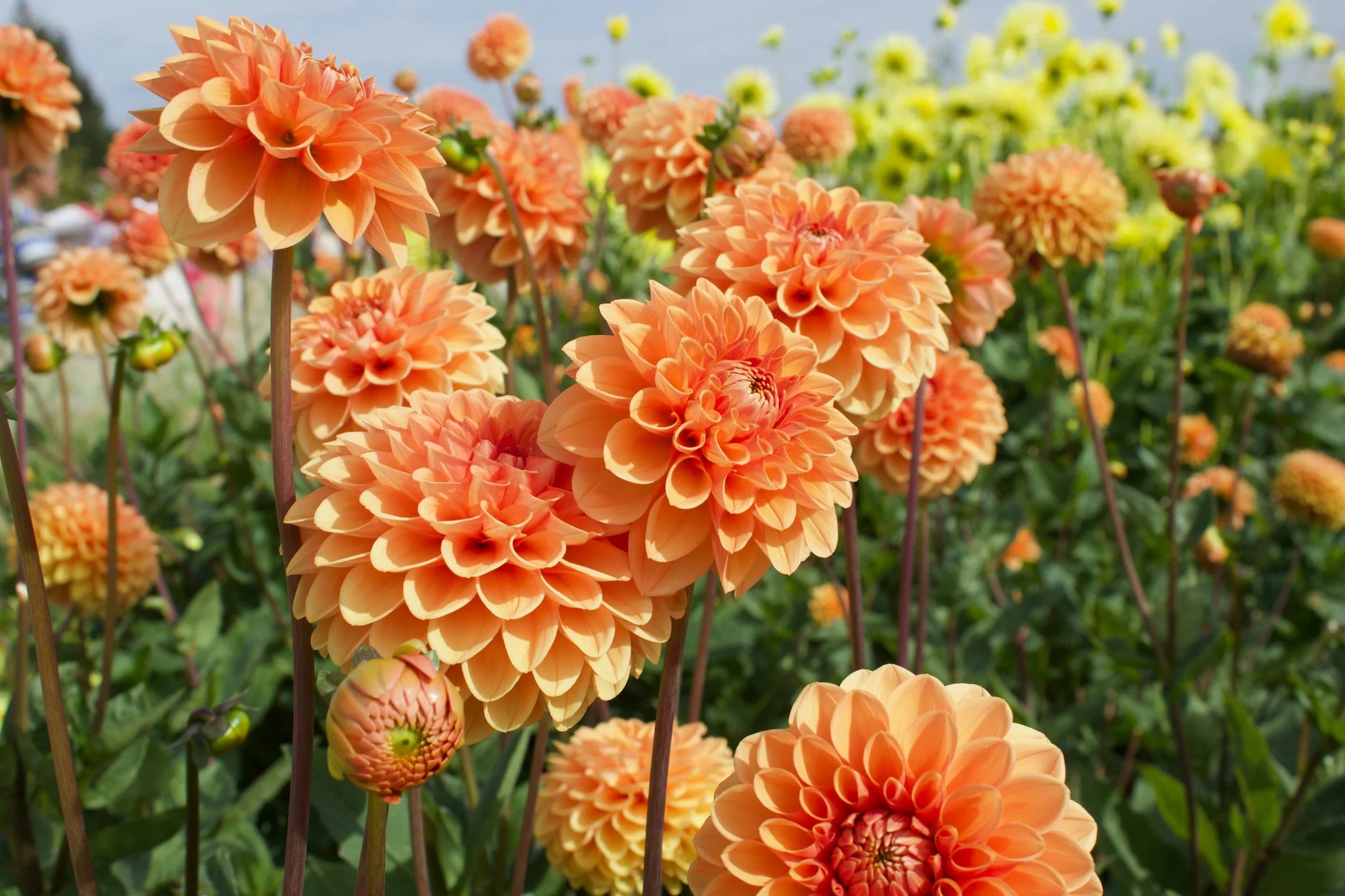 Orange Dahlias Blumensamen zur Aussaat – Landhaus Garten wichtig – Traditionssorte & ohne Gentechnik Samen Hausgarten