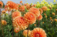 Orange Dahlias Blumensamen zur Aussaat – Landhaus Garten wichtig – Traditionssorte & ohne Gentechnik Samen Hausgarten