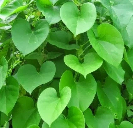 Tinospora Pflanze Samen for Easy Herbal Garten Aussaat