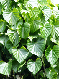 Young Tinospora Seedlings Anbau Indoors