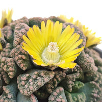 Titanopsis Fulleri Aussaat einzigartig Succulent Schönheit Samen üppig Wuchs und leuchtend Blüten