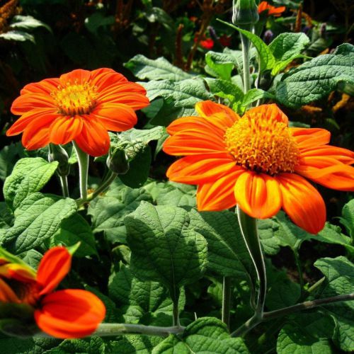 Tithonia Blumensamen zur Aussaat pflegeleicht Traditionssorte & ohne Gentechnik Samen Hausgarten
