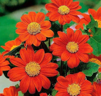 Orange Tithonia Blumensamen zur Aussaat – leuchtend – Traditionssorte & ohne Gentechnik Samen Hausgarten