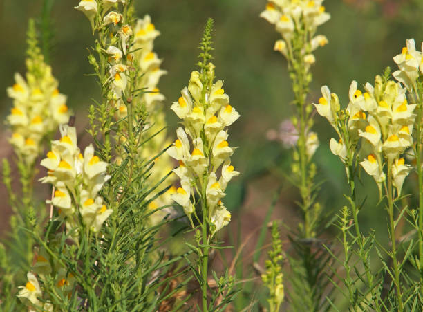 Bicolor yellow orange Toadflax Blumen close-up