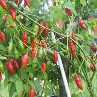 Tobasco pepper samen für aussaat