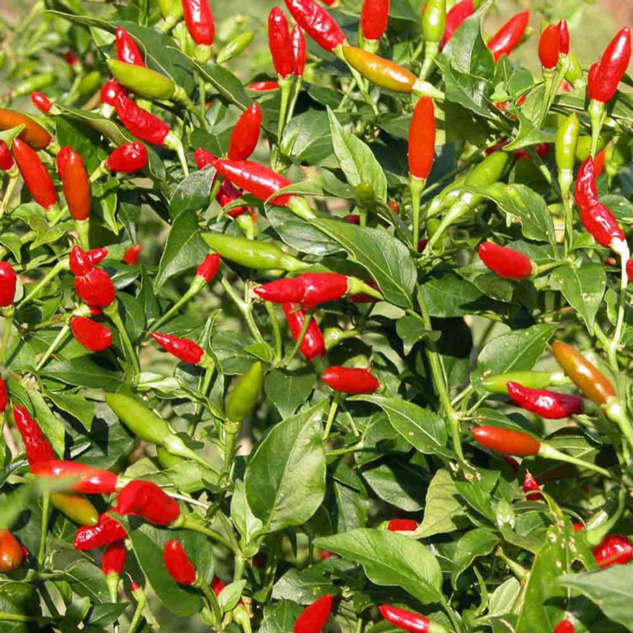 Tobasco peppers wachsend on pflanze