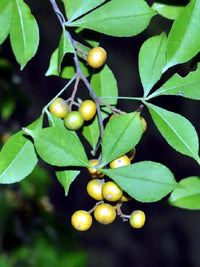 Grün Toddalia Blumensamen zur Aussaat – sonnenliebend – Traditionssorte & ohne Gentechnik Samen Hausgarten