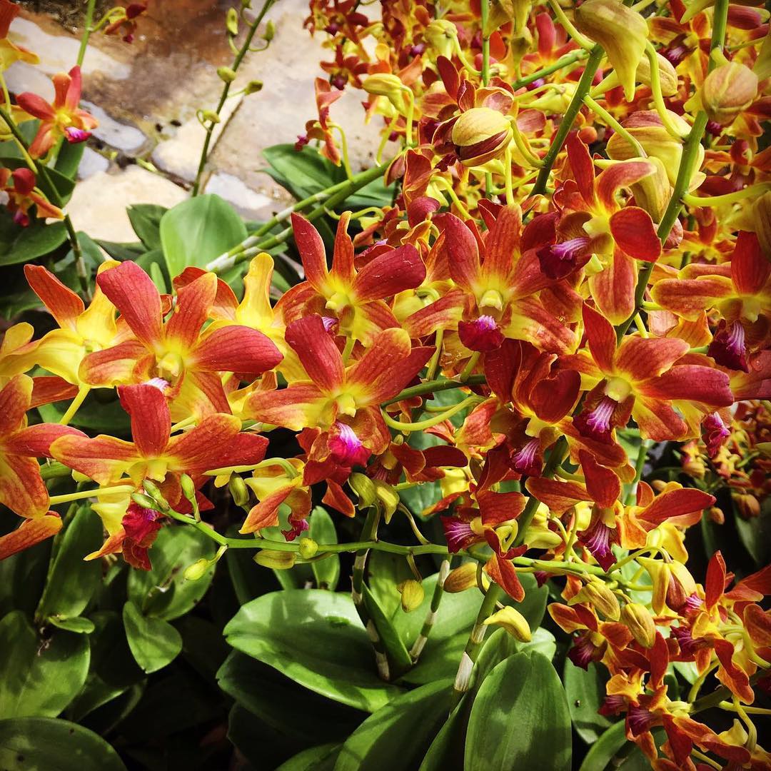 Braun dendrobium blume samen for anpflanzung shade tolerant heirloom & gmo free samen for home garten 
 
 sale samen for home garten anpflanzung
