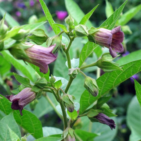 Belladonna Blumensamen zur Aussaat robust Sorte Traditionssorte & ohne Gentechnik Samen Hausgarten