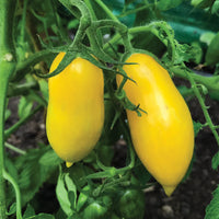 Banana Tomate Solanum lycopersicum Samen zum Pflanzen in Gemüse Patch and Home Garden
