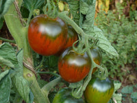 Marron Tomate Samen zum Pflanzen - Premium Gemüsesamen