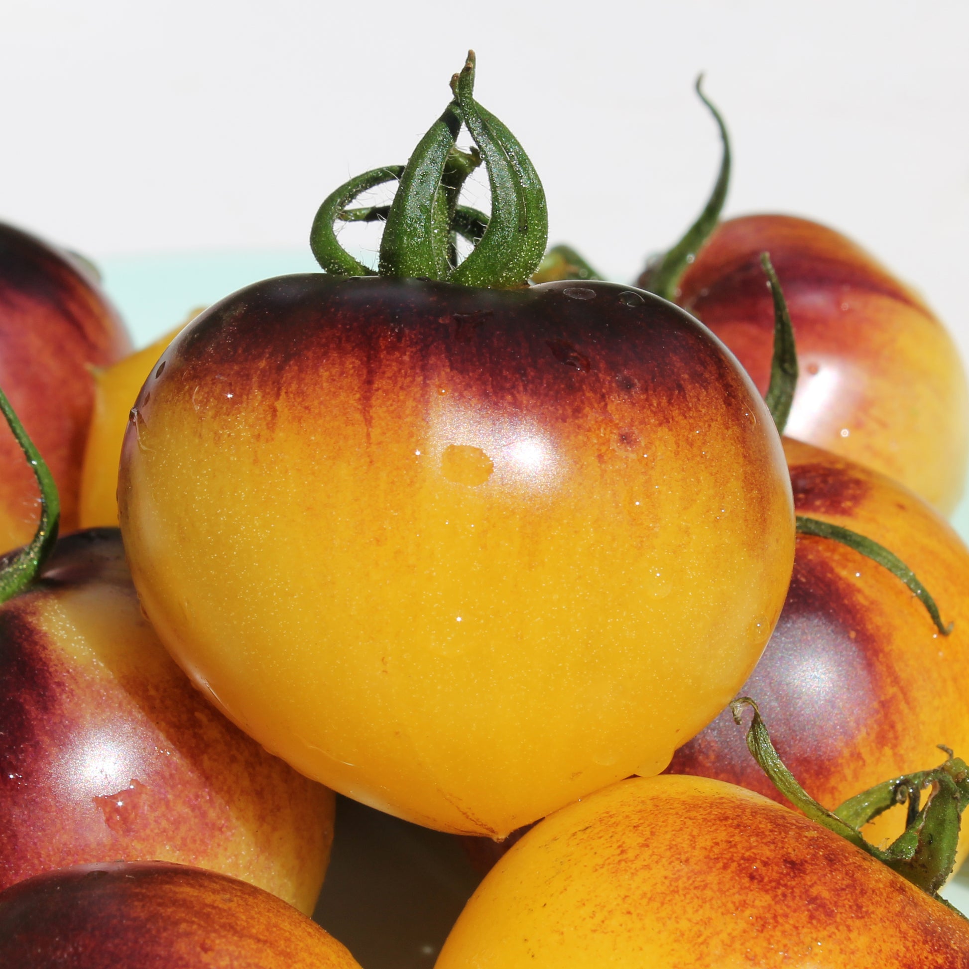 Gelb Schwarz Tomate Samen zum Pflanzen