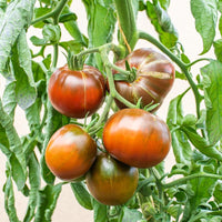 Marron Tomate Samen zum Pflanzen - Premium Gemüsesamen