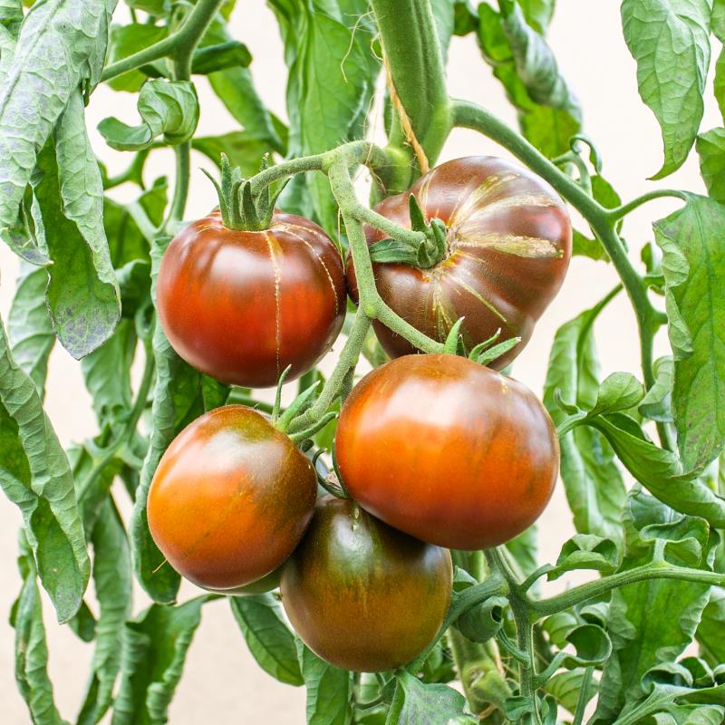 Marron Tomate Samen zum Pflanzen - Premium Gemüsesamen