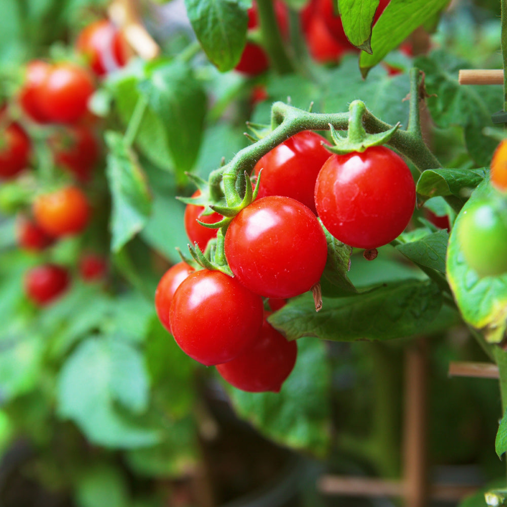 Crazy Cherry Tomate Solanum lycopersicum Gemüse Samen zum Pflanzen in Gemüse Patch
