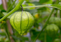 Traditionell Mexican Tomate Solanum lycopersicum Samen zum Pflanzen in Veggie Gardens