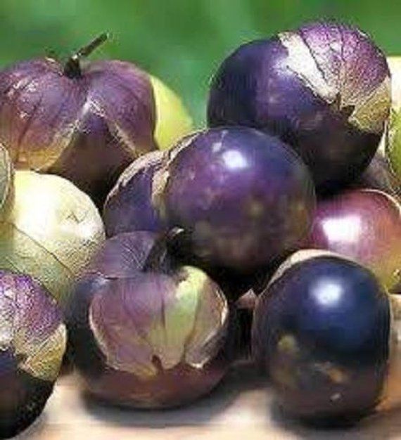Healthy purple tomatillo plants growing in vegetable garden