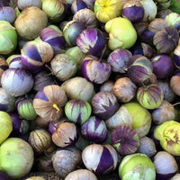 Purple tomatillo seedlings ready für transplanting