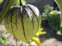 Traditionell Mexican Tomate Solanum lycopersicum Samen zum Pflanzen in Veggie Gardens