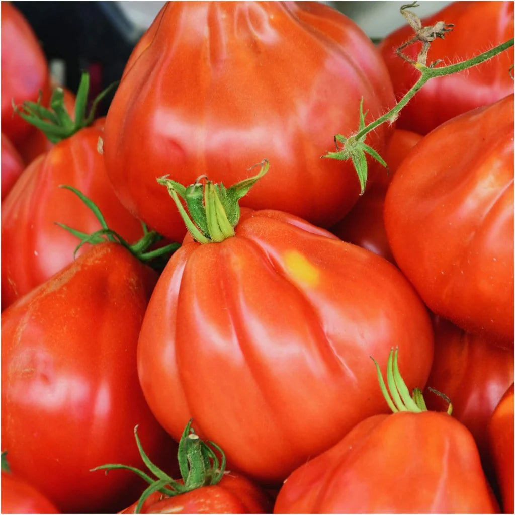 Rot Pear Tomate Samen – Organic Traditionell Tomatees for Sweet, Pear-Shaped Fruit